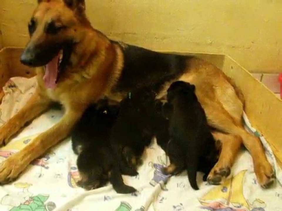 suite E chiots de bellis 15 jours