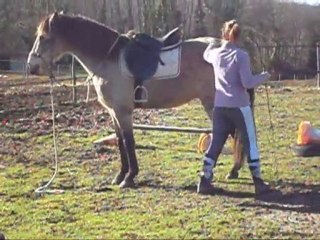 Mimoso , un lusitanien en or