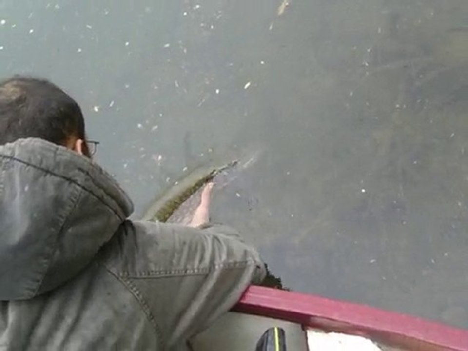 Brochet no kill Fouad 2010