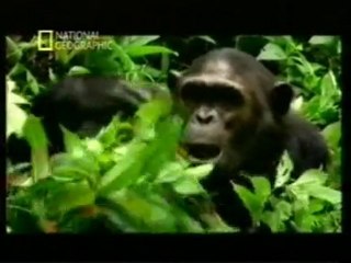 Medicina animal: Chimpances que se automedican