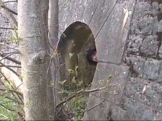 Le Clip De Flo "J'ai B**sé"