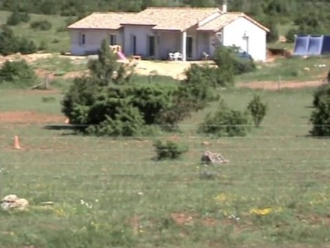 Urkan chien Beauceron à l'entraînement troupeau