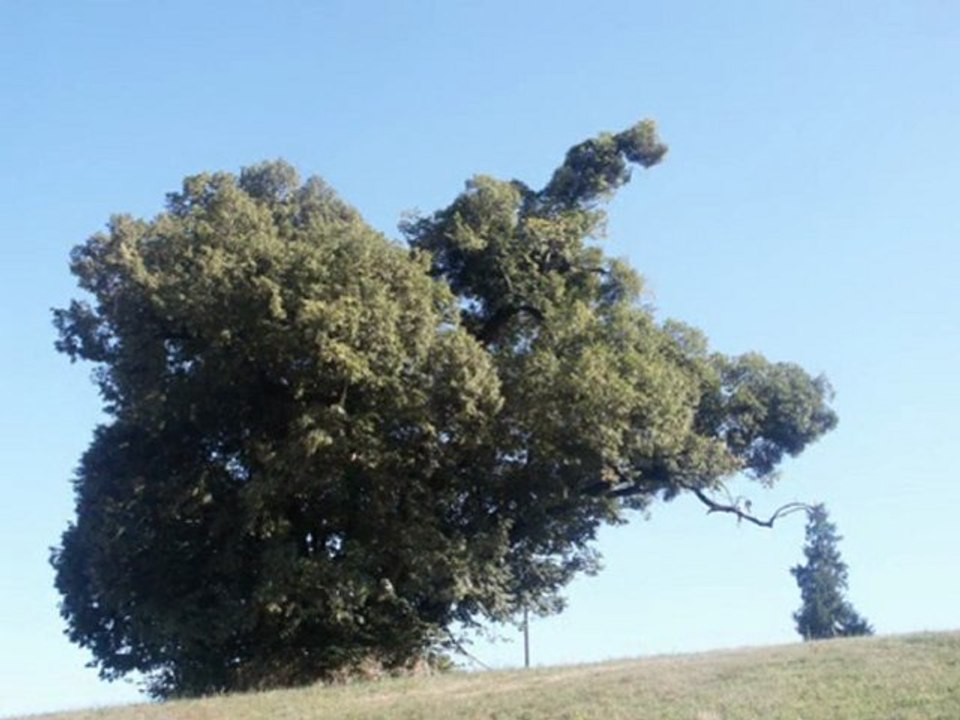 ARBRE SAUZEEN