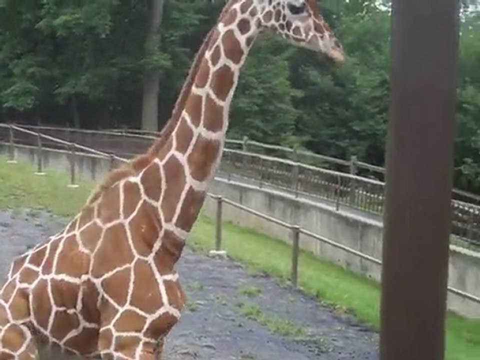 Giraffe Running