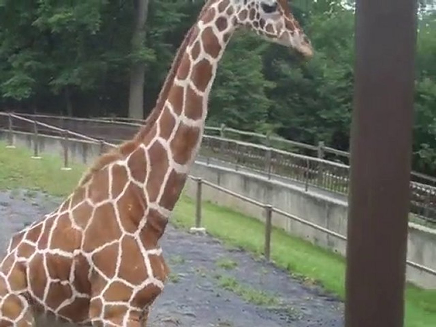 ⁣Giraffe Running