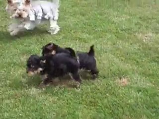 Babouchka et ses bébés