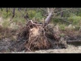 La forêt après la tempête