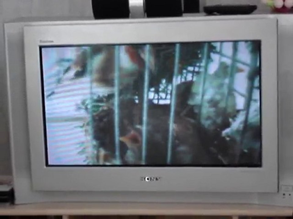 femelle chardonneret avec 6 jeunes au nid