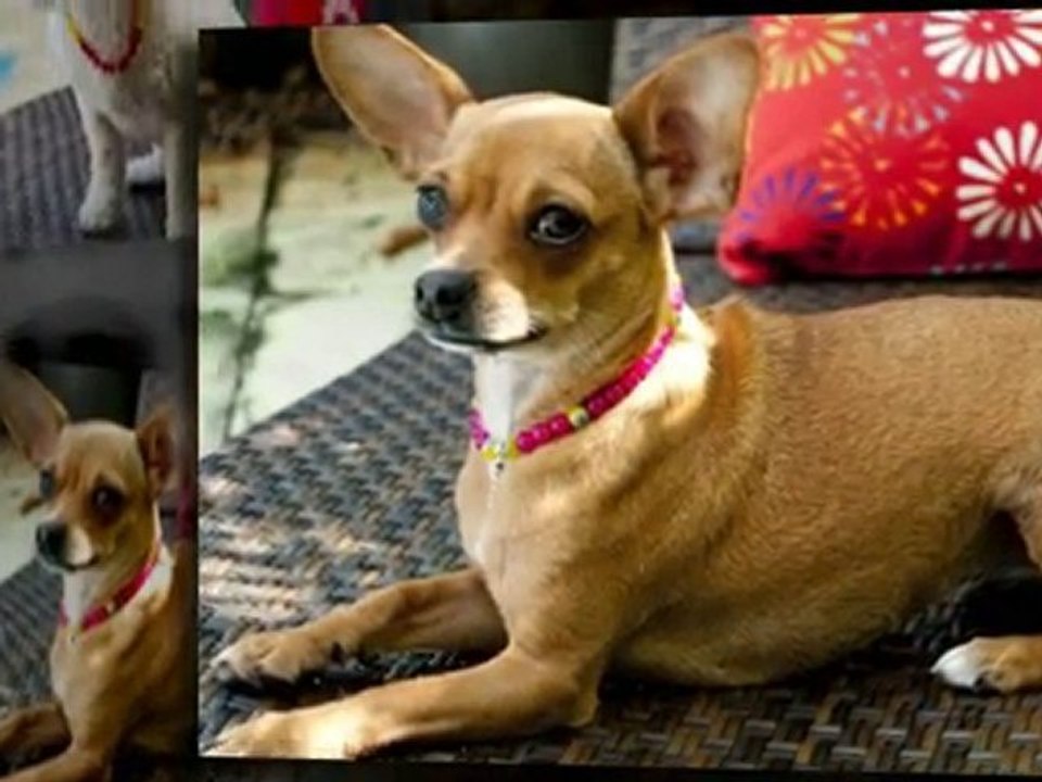 Freshly Baked Dog Biscuits all Natural Ingredients