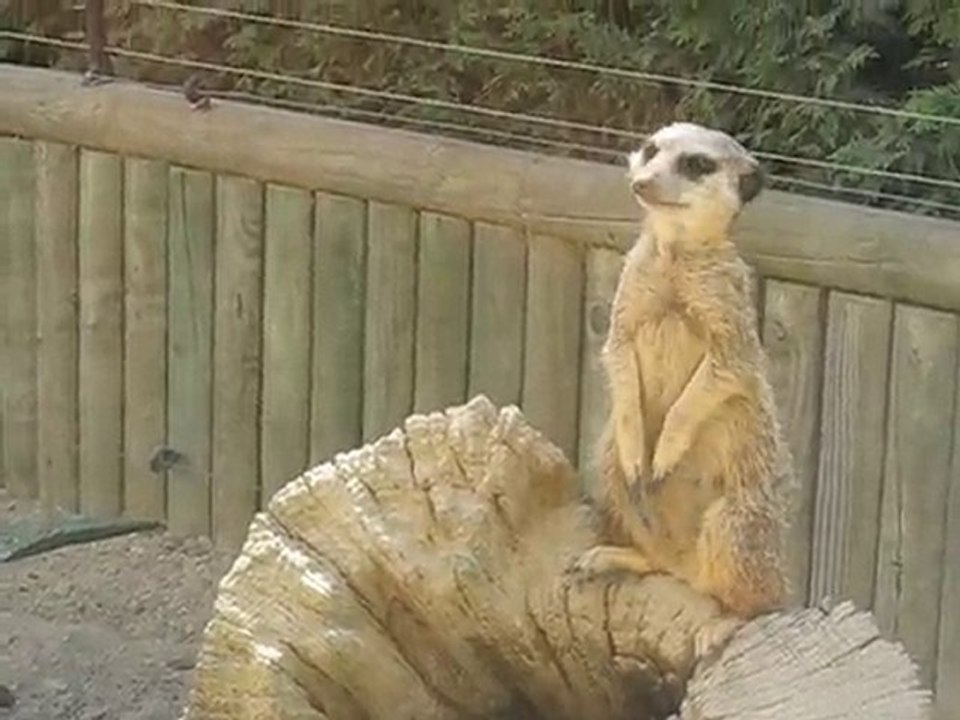 Zoo la Boissière du Doré : suricates