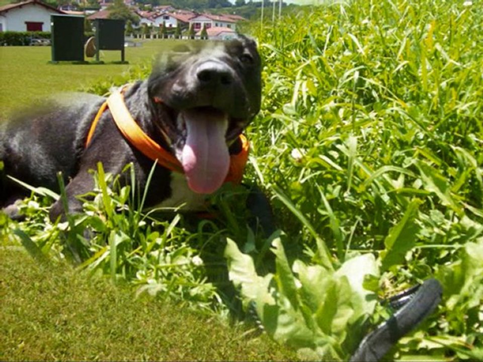 molosses  amstaff pitt