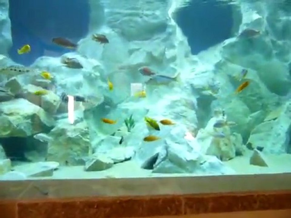 Best Malawi Aquarium -  Part13