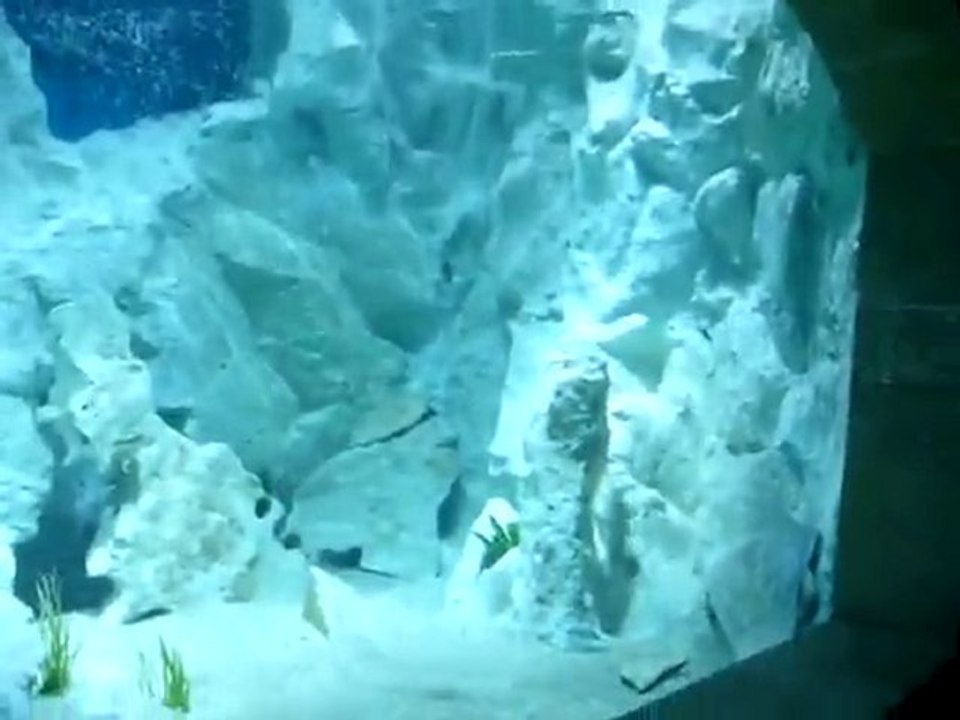 Best Malawi Aquarium - Part15