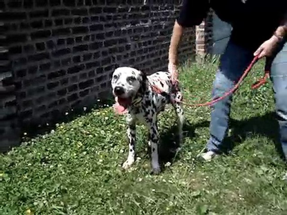tommy dalmatien