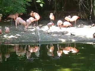 Zoo la Boissière du Doré : flamants roses