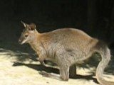 Zoo la Boissière du Doré : kangourous