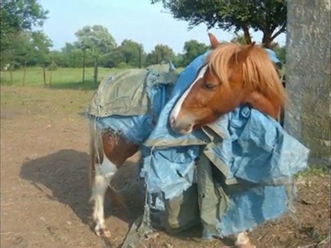 Sun et la bache (défi)