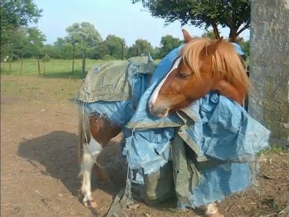 Sun et la bache (défi)