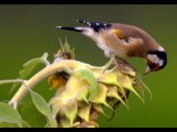 Carduelis Carduelis songs 2