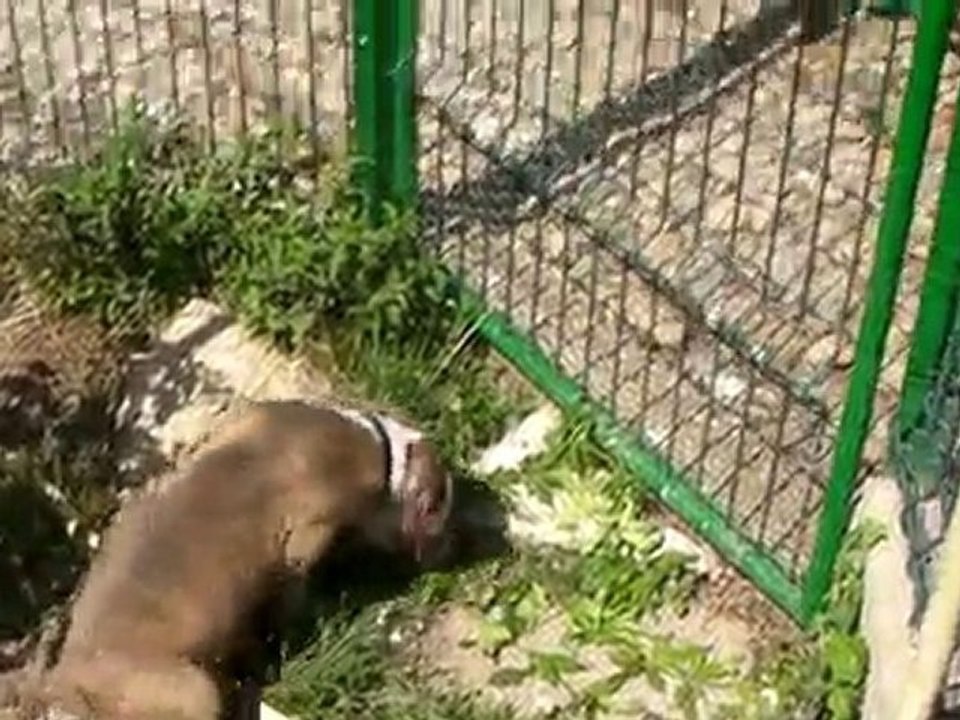Keyzer et les canards de papi