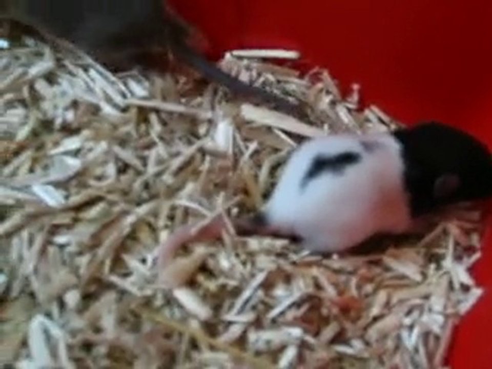 Bébés rats en sortie (1)