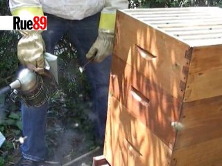 L'apiculture à vitry