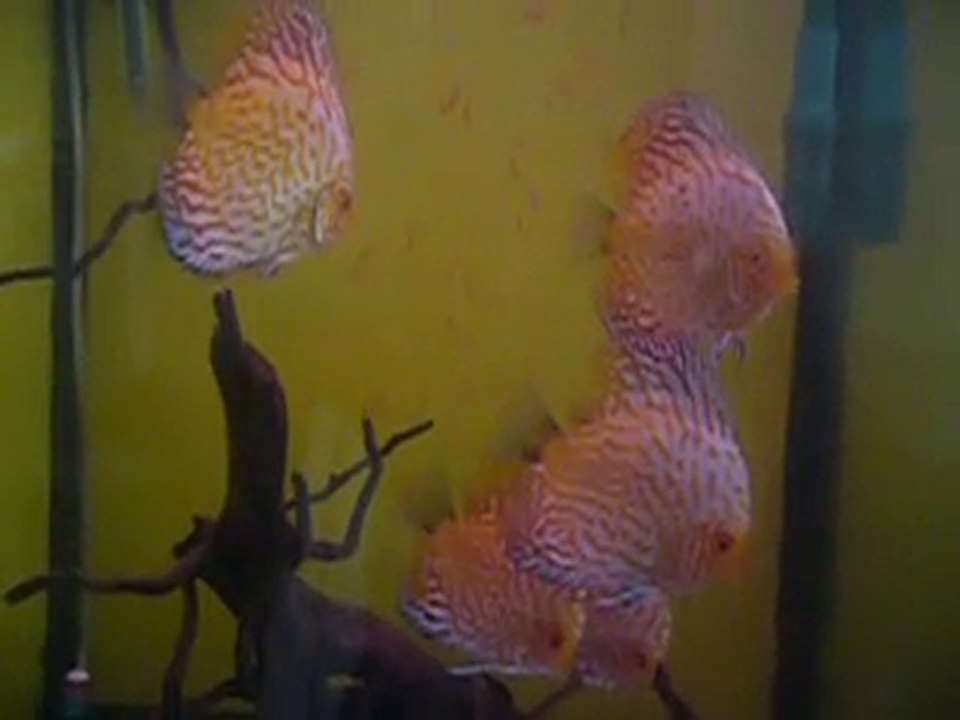 panda pigeon discus