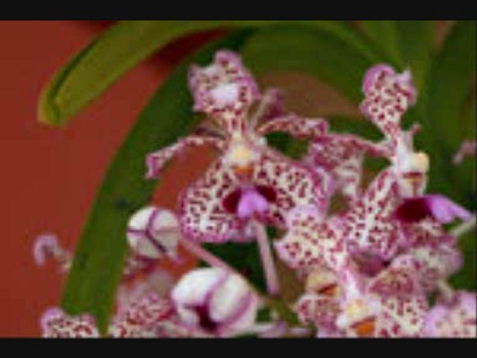 Princio  ///  Aza  kianina