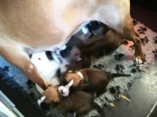 Toute la troupe à presque 3 semaines 1/2