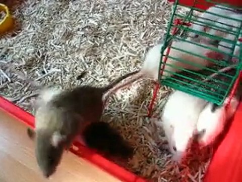 Bébés rats en sortie (2)
