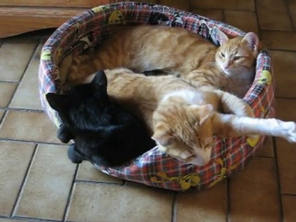Les  Frères