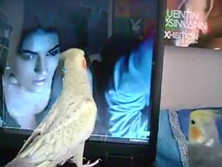 coco paloma 2 toc toc