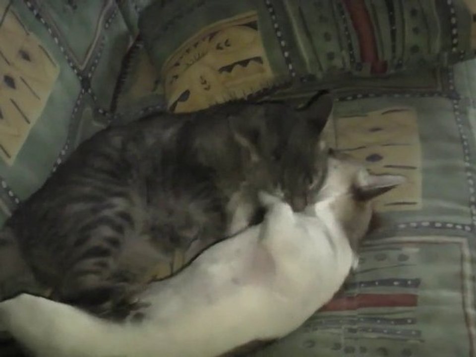 Chihuahua et chat la grande toilette.
