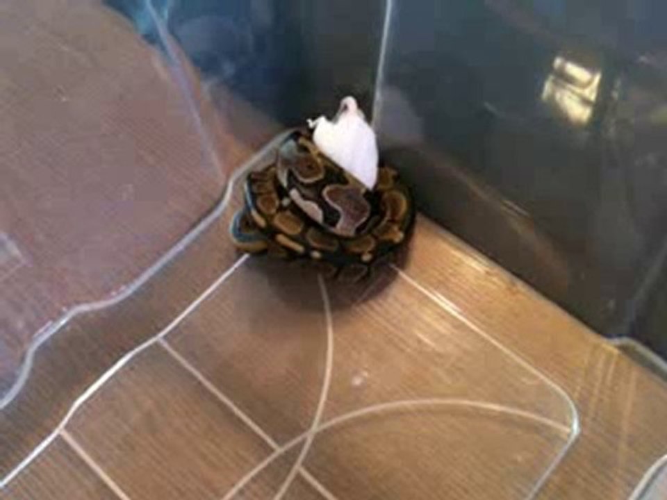 Le premier repas d'Abby, notre Python Regius Femelle