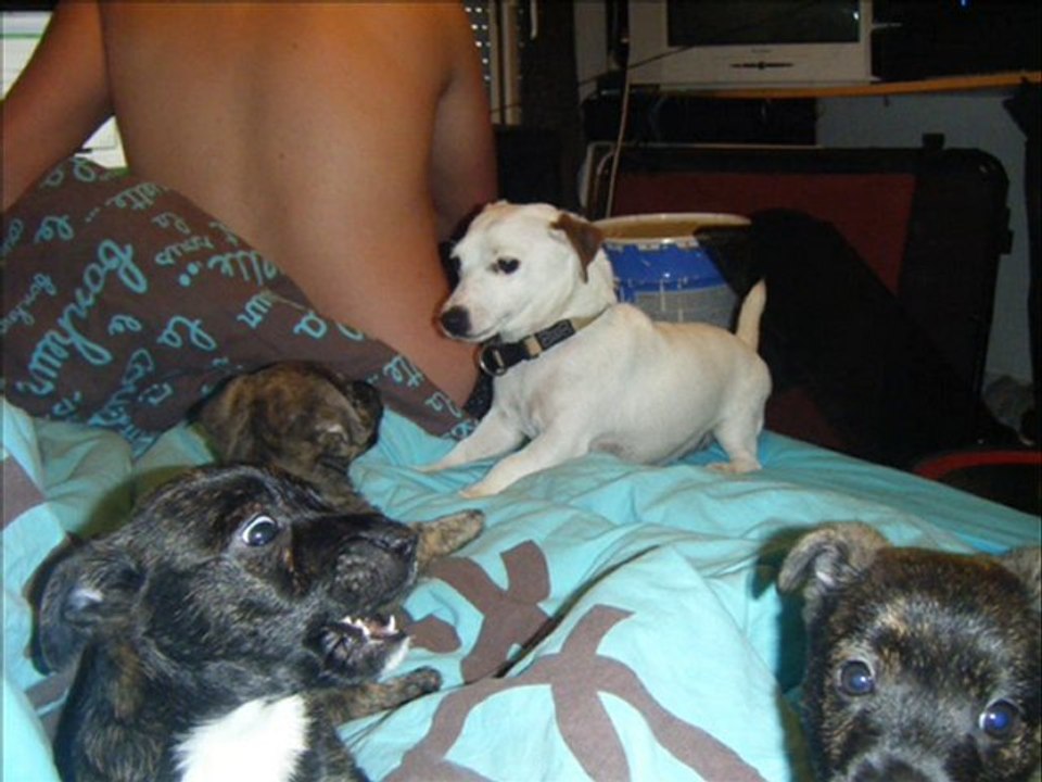 Un petit résumé de la vie de ma chienne Vega