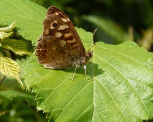 Natura