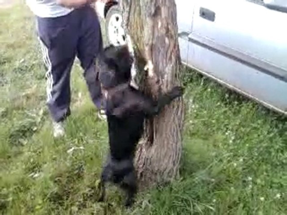 foufou le chien