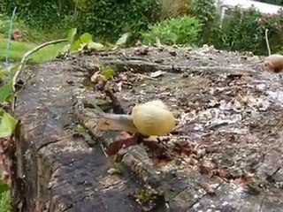 Escargots de juin "la grande vadrouille" 686