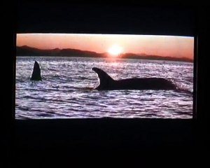Sauvez Willy [6/6]