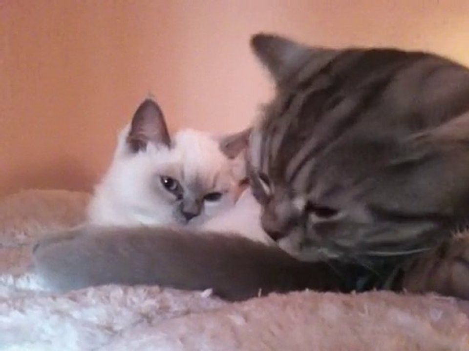 Frou-Frou et Enishi, premier câlin