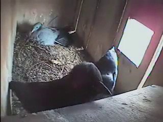 Karga İle Güvercin Yuva Mücadelesi