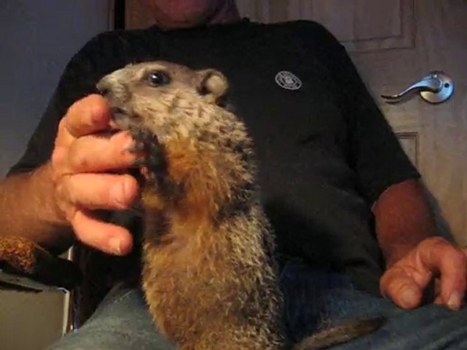pet groundhog video Dailymotion
