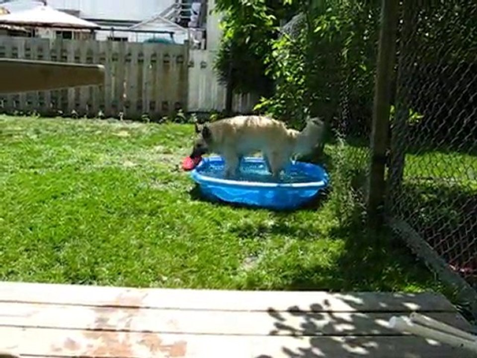 Vega, la piscine et son frisbee