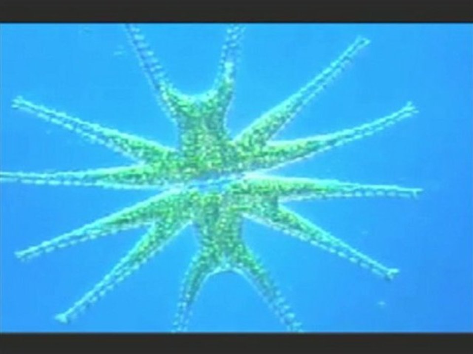 L'eau de Quinton,comment remplacer la transfusion sanguine ?