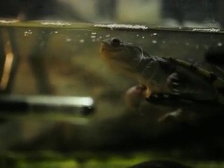 ma pelusios et mes pelomedusa ( tortue deaux d'affrique )