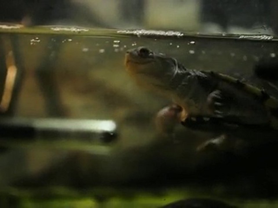 ma pelusios et mes pelomedusa ( tortue deaux d'affrique )