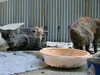 殺気立ってるネコです