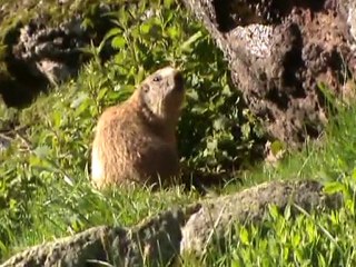 cantal marmottes3