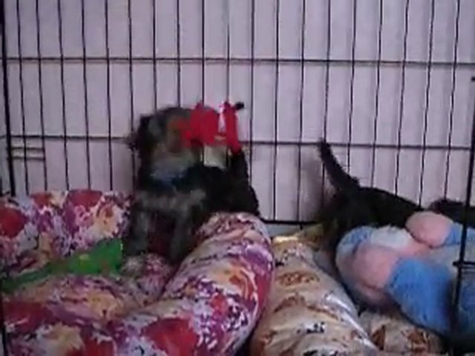 Les bébés