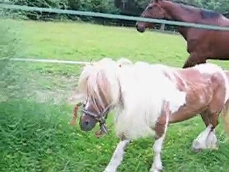 pn pouns 20 juin 2010 004